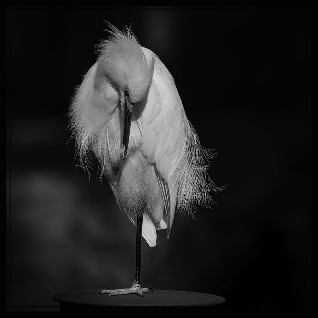 Snowy Grooming - George Peterson